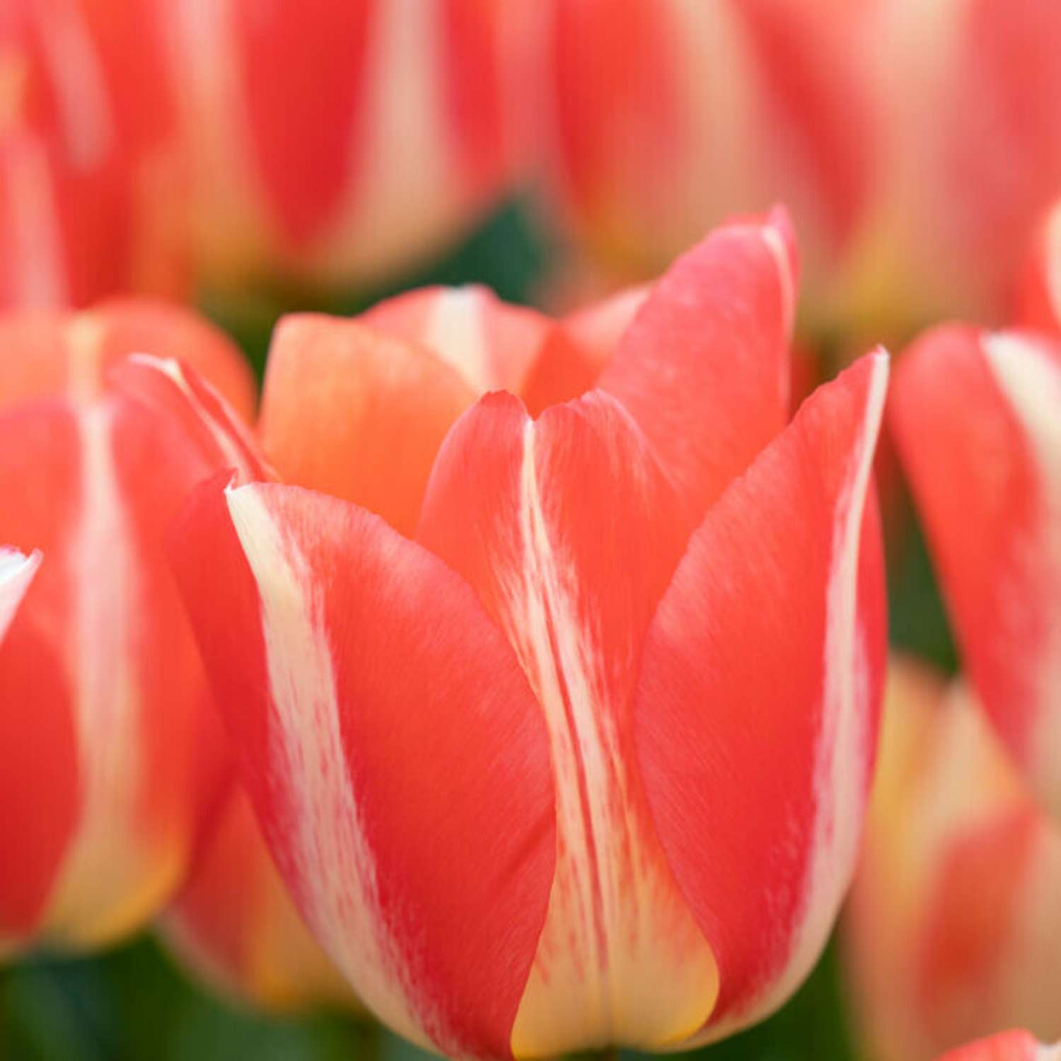 Tulppaani 'Spryng Sunrise'